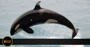 Solo bastó un tuit! Leonardo DiCaprio logró que Rusia liberara a 100 ballenas cautivas